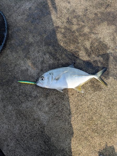 陸っぱり釣行記