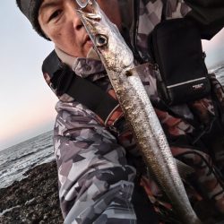 オニカマスが釣れました!