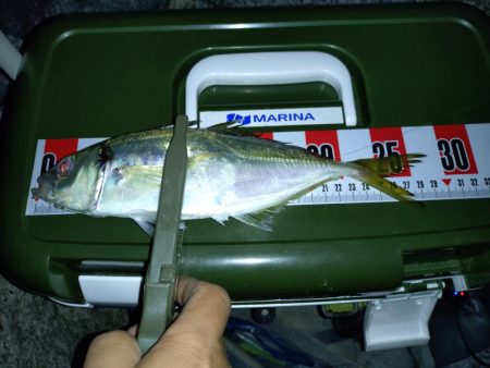 フロートアジング釣行🎣