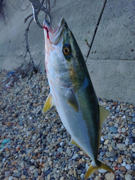 たまにはショアジギング🎣