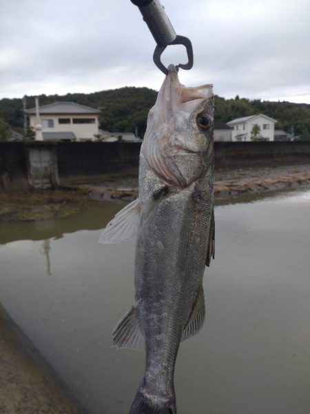 雨後小規模河川で