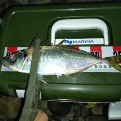 サーフアジング🎣