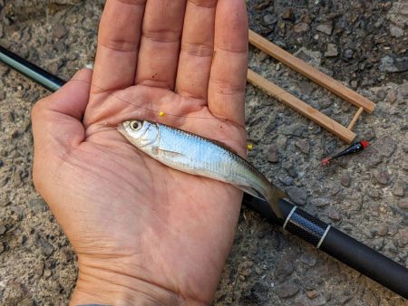 高活性！短時間で満足の小物釣り