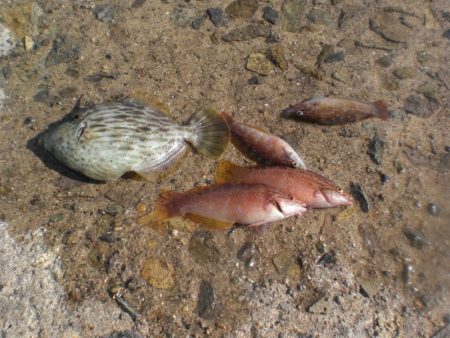 天気は良いが渋い、ガシラアイナメは何処に