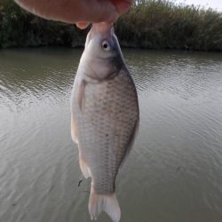 紀ノ川／田井ノ瀬　ヘラブナ釣り　ヘラブナ３０ｃｍ✗１枚，マブナ２枚