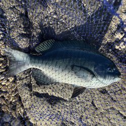 たかたかの釣り日記