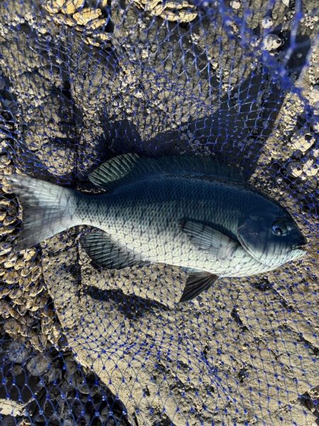 たかたかの釣り日記