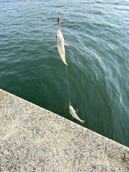 ★★びっくりキス最大の釣果になった★★