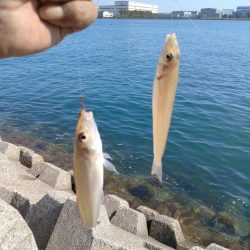 本荘東水路のキス