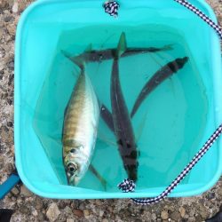 秋のアジ釣り　良型が少し