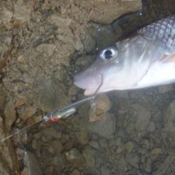 11月の淡水魚