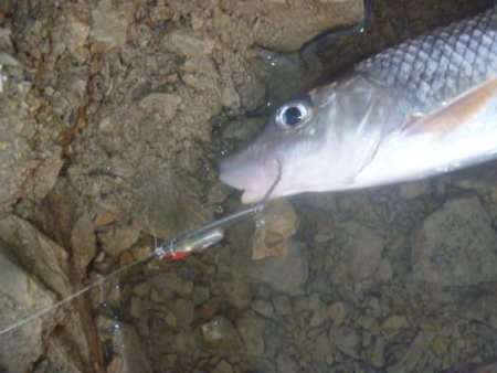 11月の淡水魚