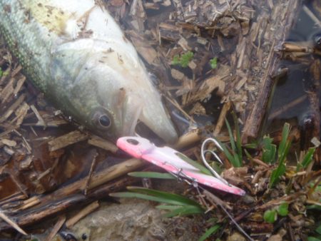 11月のバス釣り