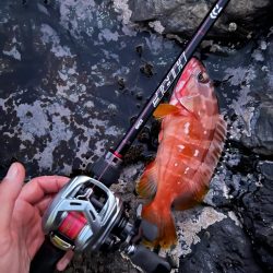 尾鷲根魚釣り