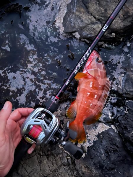 尾鷲根魚釣り