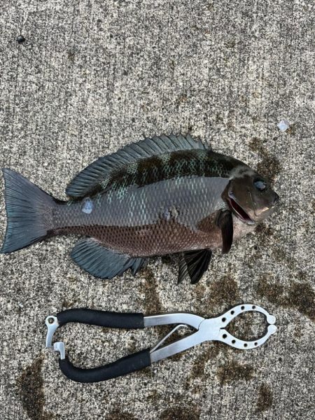 陸っぱりからグレ多数釣れました