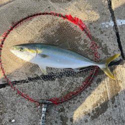 ハマチ  青物釣れました