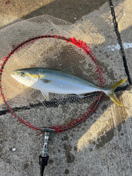 ハマチ  青物釣れました