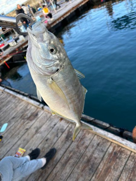 海上釣堀みさき