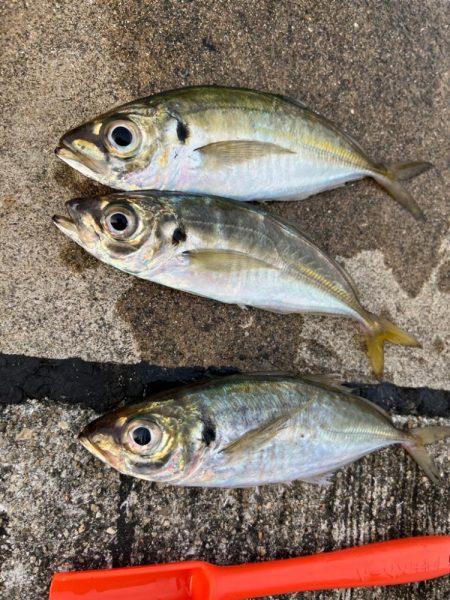 デカアジ　釣れてます