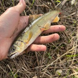 まさかの初魚種