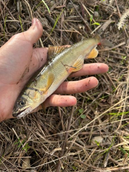 まさかの初魚種