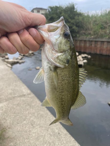 バス釣り