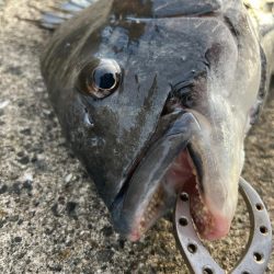 渋い中黒鯛釣れました