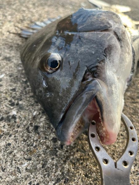 渋い中黒鯛釣れました