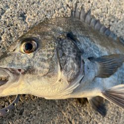 大あじ、チヌの活性高いです