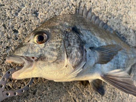 大あじ、チヌの活性高いです