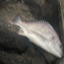 アジ飲ませ釣りでハマチとチヌ