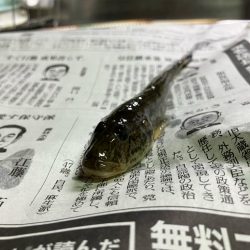 40年ぶりのハゼ釣り٩( ‘ω’ )و