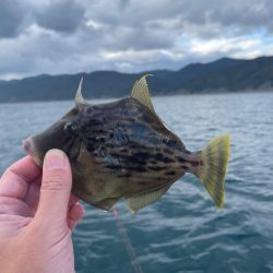 初の船カワハギ