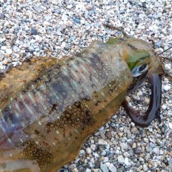 赤礁海釣り公園でイカ