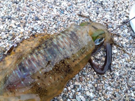 赤礁海釣り公園でイカ