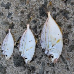 新魚種