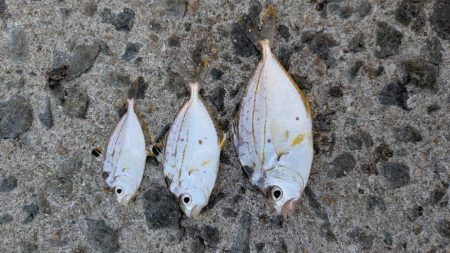 新魚種