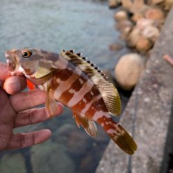 陸っぱり釣行記