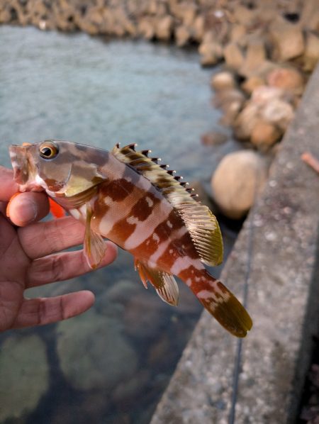 陸っぱり釣行記