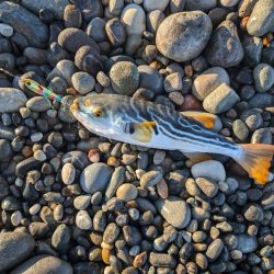 陸っぱり釣行記