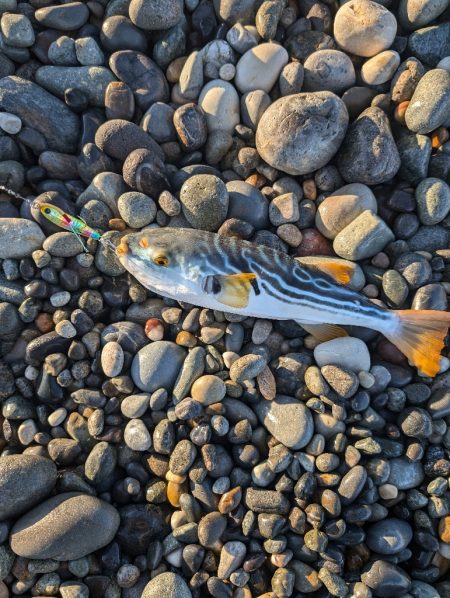 陸っぱり釣行記