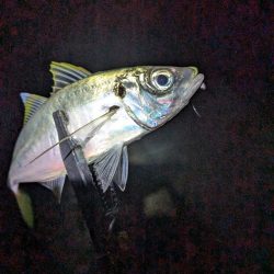 陸っぱり釣行記