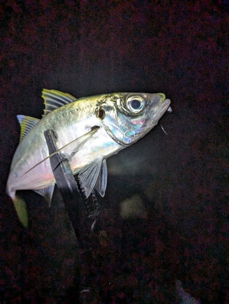 陸っぱり釣行記