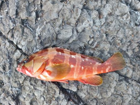 オジサンがおじさんを釣る