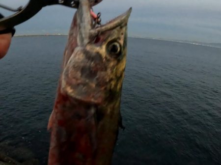 今日は縦の釣り🎣