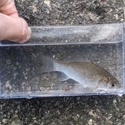 高活性！短時間で満足の小物釣り