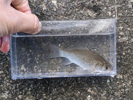 高活性！短時間で満足の小物釣り