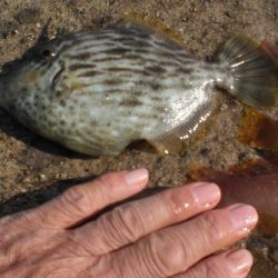 天気は良いが渋い、ガシラアイナメは何処に