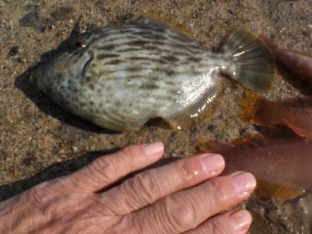 天気は良いが渋い、ガシラアイナメは何処に